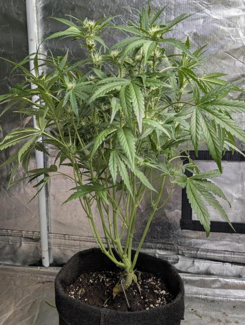 Frosted Guava Auto x3. Week 6