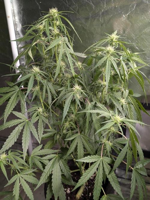 Frosted Guava Auto x3. Week 6 - 1