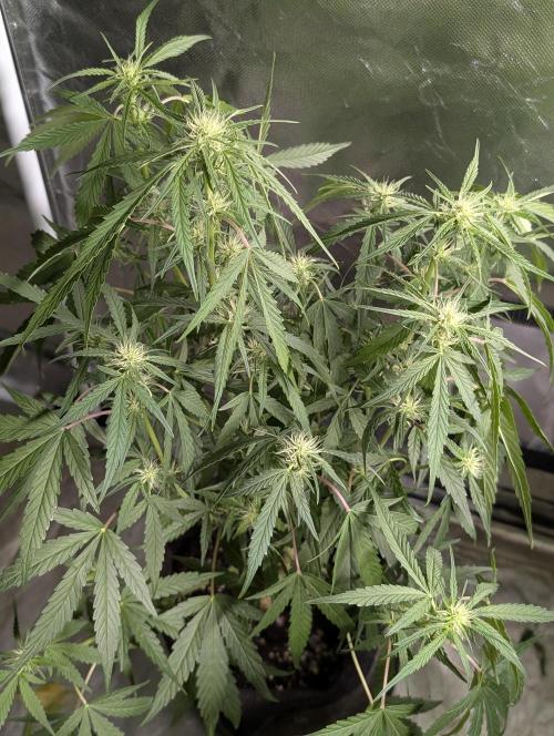 Frosted Guava Auto x3. Week 6