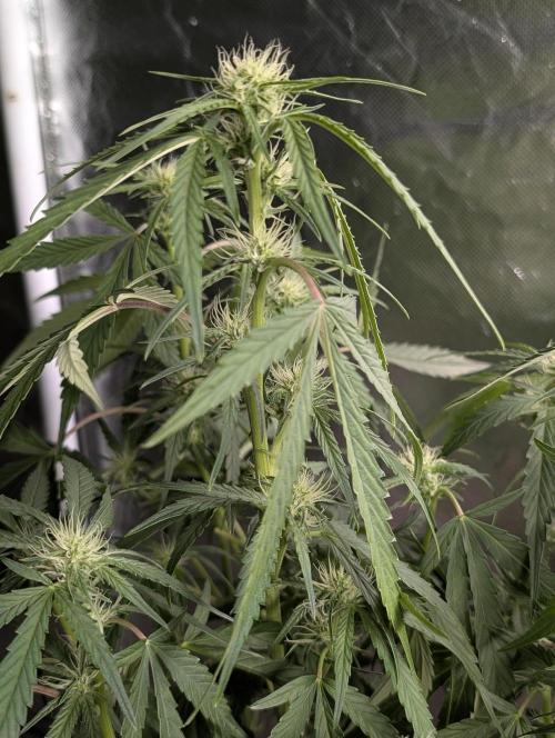 Frosted Guava Auto x3. Week 6