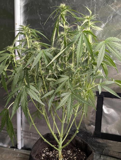 Frosted Guava Auto x3. Week 6