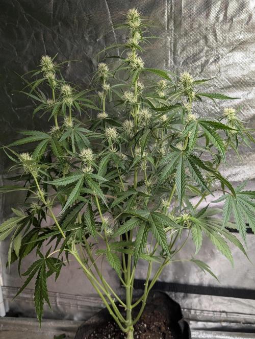 Frosted Guava Auto x3. Week 6