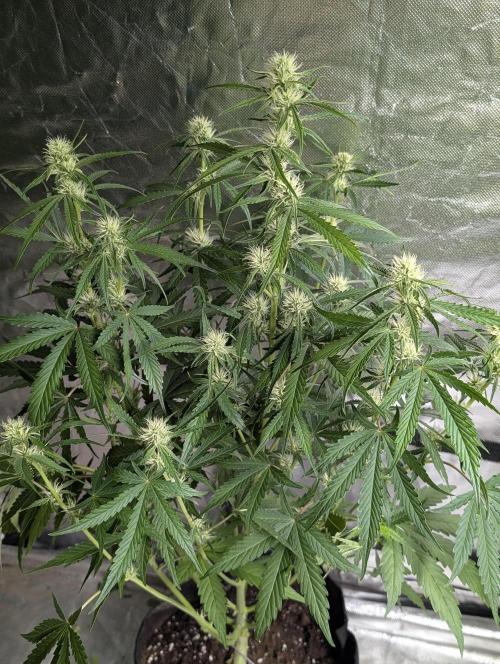 Frosted Guava Auto x3. Week 6 - 2