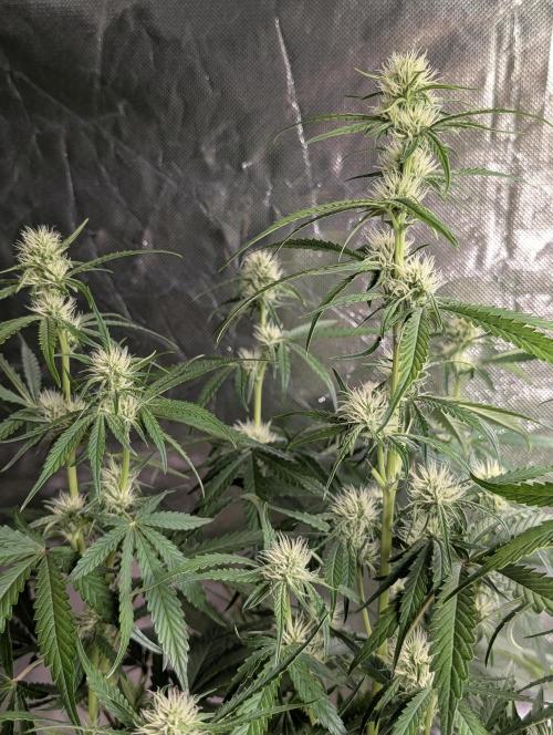 Frosted Guava Auto x3. Week 6
