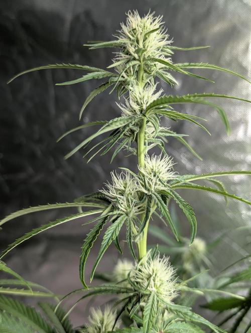 Frosted Guava Auto x3. Week 6