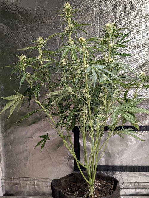 Frosted Guava Auto x3. Week 6