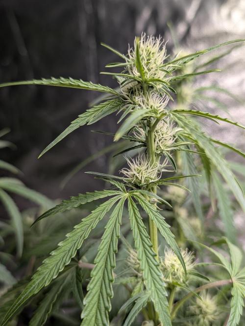 Frosted Guava Auto x3. Week 6