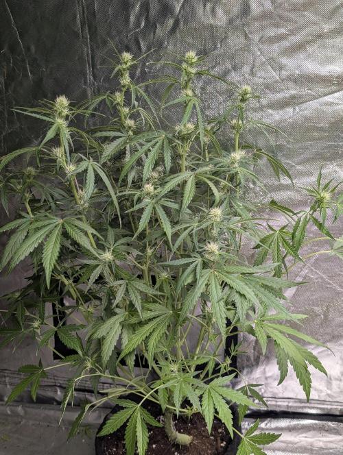 Frosted Guava Auto x3. Week 6 - 1