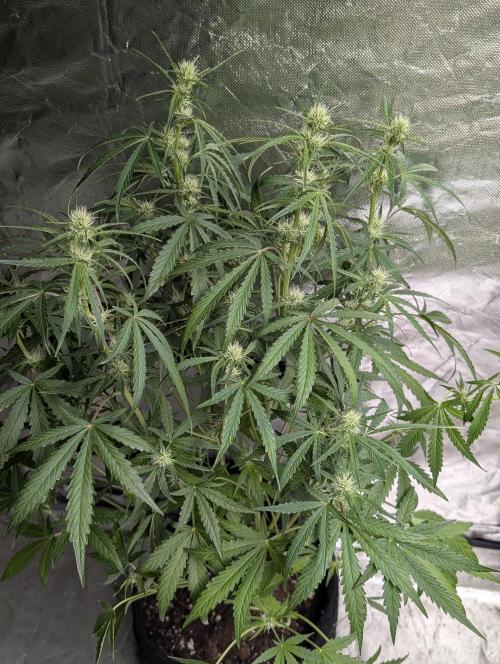 Frosted Guava Auto x3. Week 6