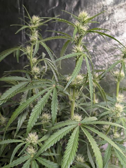 Frosted Guava Auto x3. Week 6