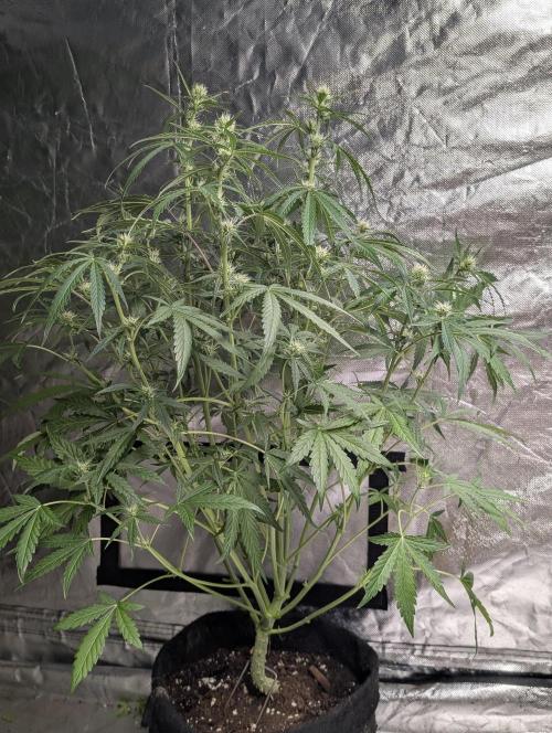 Frosted Guava Auto x3. Week 6
