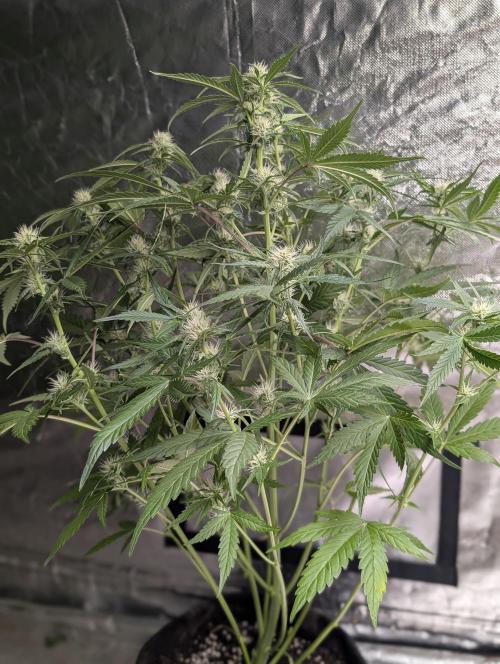 Frosted Guava Auto x3. Week 6 - 2