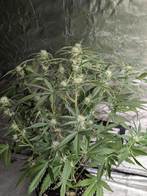 Frosted Guava Auto x3. Week 6