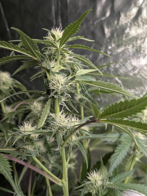 Frosted Guava Auto x3. Week 6
