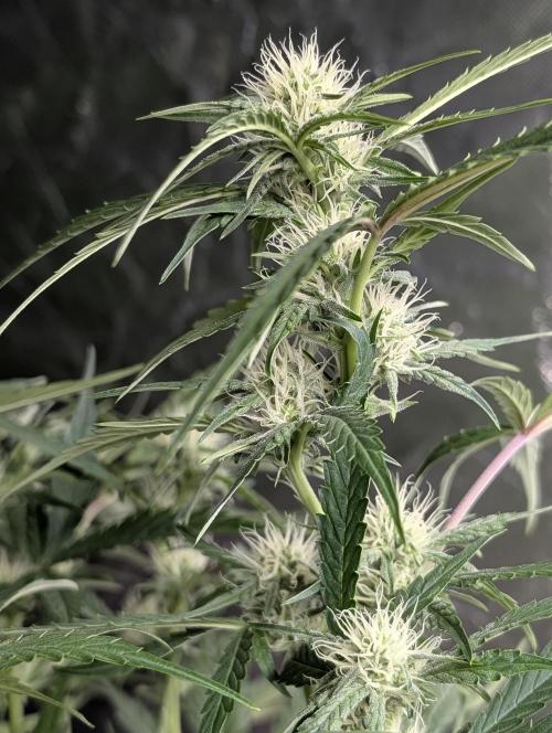 Frosted Guava Auto x3. Week 6