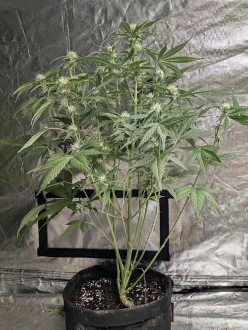 Frosted Guava Auto x3. Week 6