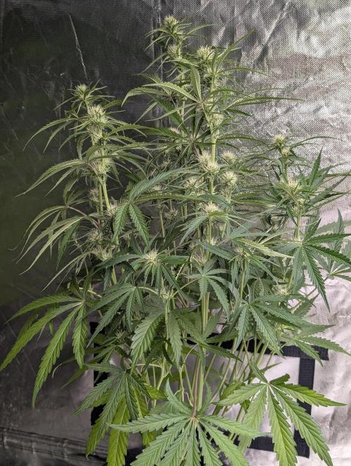 Frosted Guava Auto x3. Week 6 - 3