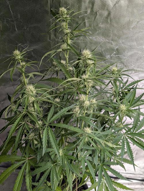 Frosted Guava Auto x3. Week 6