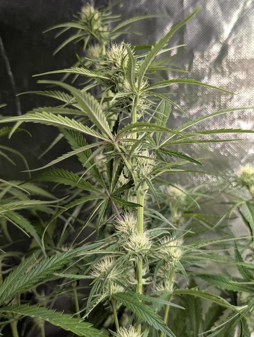 Frosted Guava Auto x3. Week 6