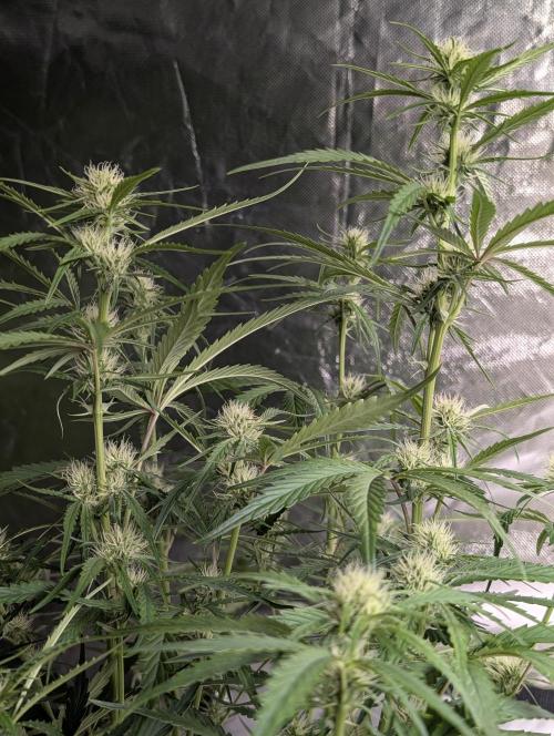 Frosted Guava Auto x3. Week 6