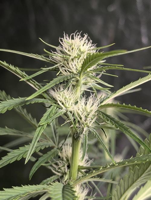 Frosted Guava Auto x3. Week 6