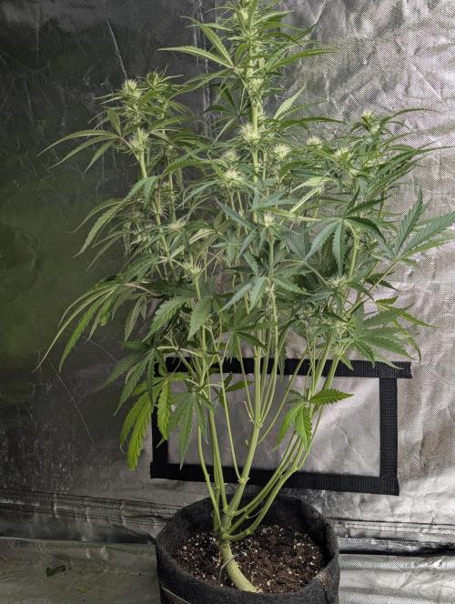 Frosted Guava Autoflowering. Week 6
