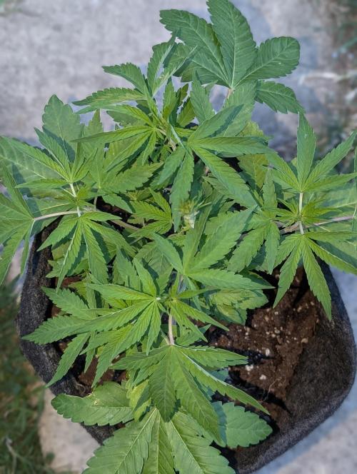Golosa. Week 5