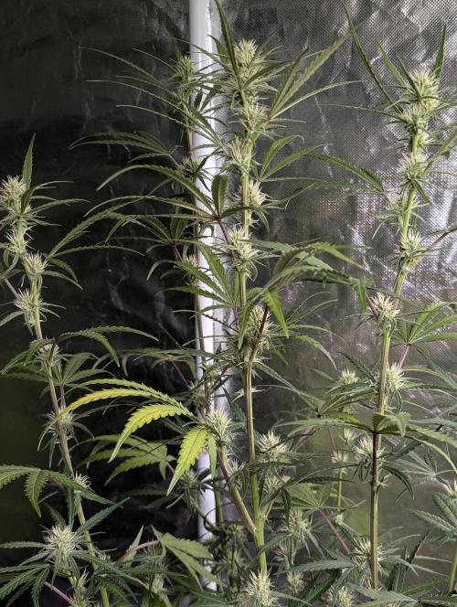 Chemical Candy Auto x3. Week 7