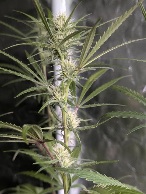 Chemical Candy Auto x3. Week 7