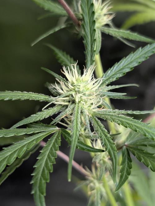 Chemical Candy Auto x3. Week 7