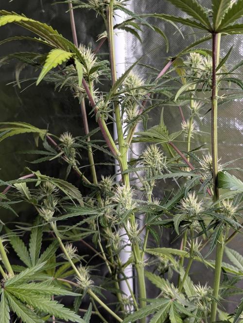 Chemical Candy Auto x3. Week 7