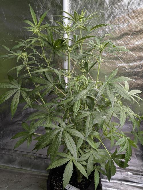 Chemical Candy Auto x3. Week 7 - 2