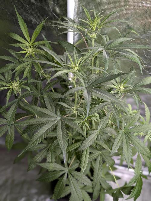 Chemical Candy Auto x3. Week 7