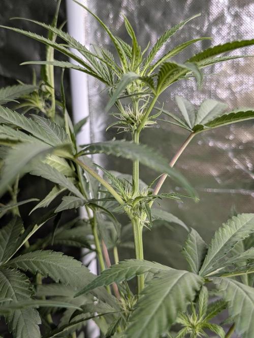 Chemical Candy Auto x3. Week 7