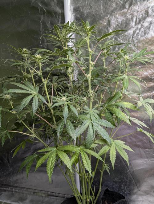 Chemical Candy Auto x3. Week 7 - 3
