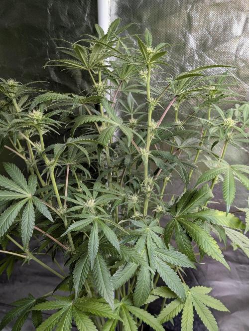 Chemical Candy Auto x3. Week 7