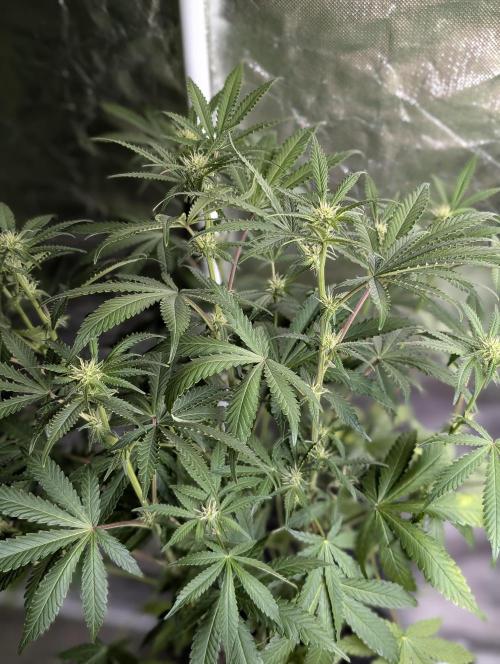 Chemical Candy Auto x3. Week 7
