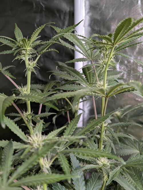 Chemical Candy Auto x3. Week 7