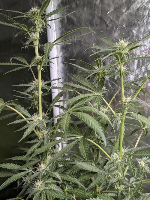 Chemical Candy Auto x3. Week 7