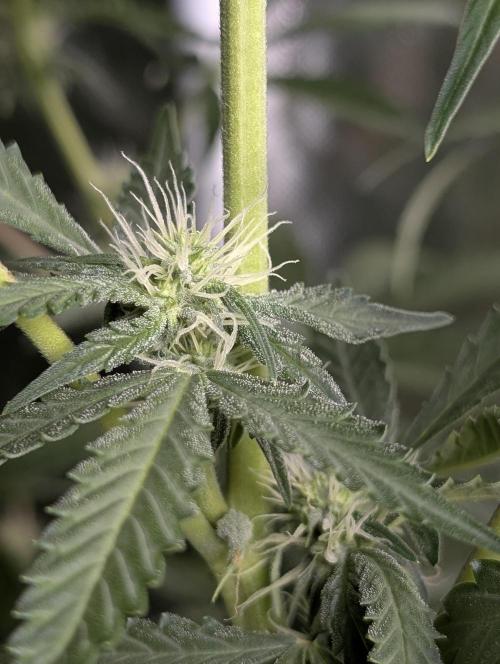 Chemical Candy Auto x3. Week 7