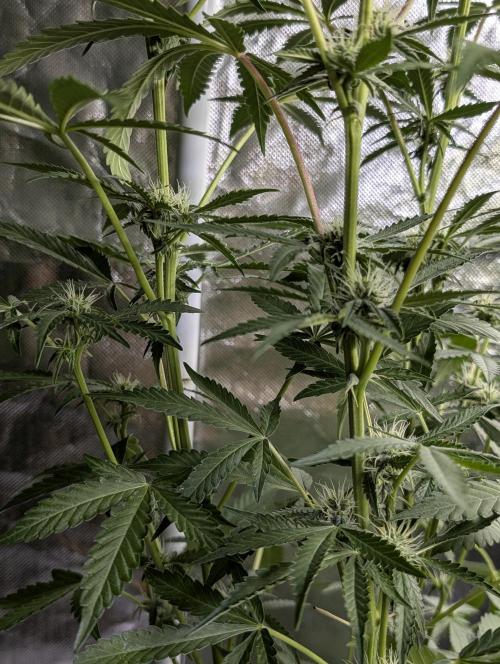 Chemical Candy Auto x3. Week 7