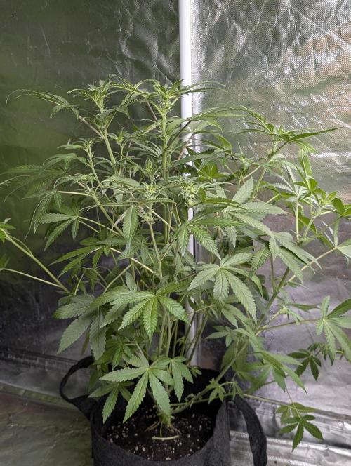 Chemical Candy Auto x3. Week 7 - 2