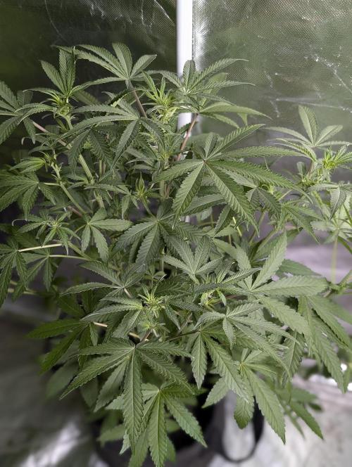 Chemical Candy Auto x3. Week 7