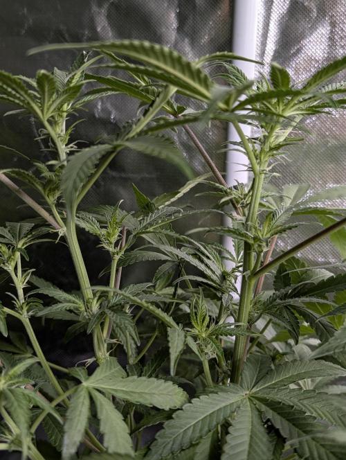 Chemical Candy Auto x3. Week 7