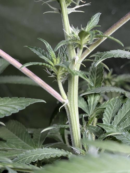 Chemical Candy Auto x3. Week 7