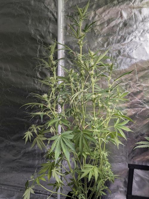 Chemical Candy Auto x3. Week 7 - 3