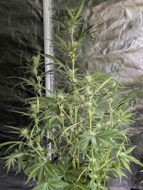 Chemical Candy Auto x3. Week 7