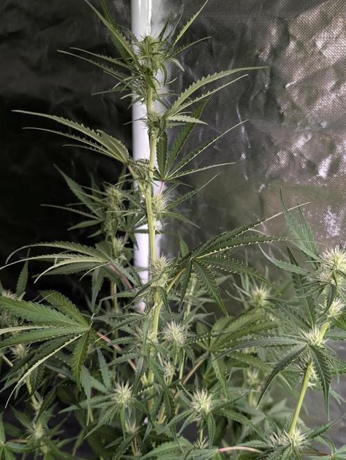 Chemical Candy Auto x3. Week 7