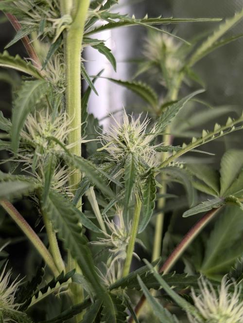 Chemical Candy Auto x3. Week 7