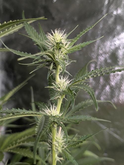 Chemical Candy Auto x3. Week 7